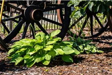 Hosta plantaginea 'Grandiflora'