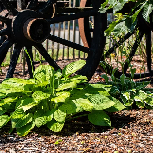 Hosta plantaginea 'Grandiflora'