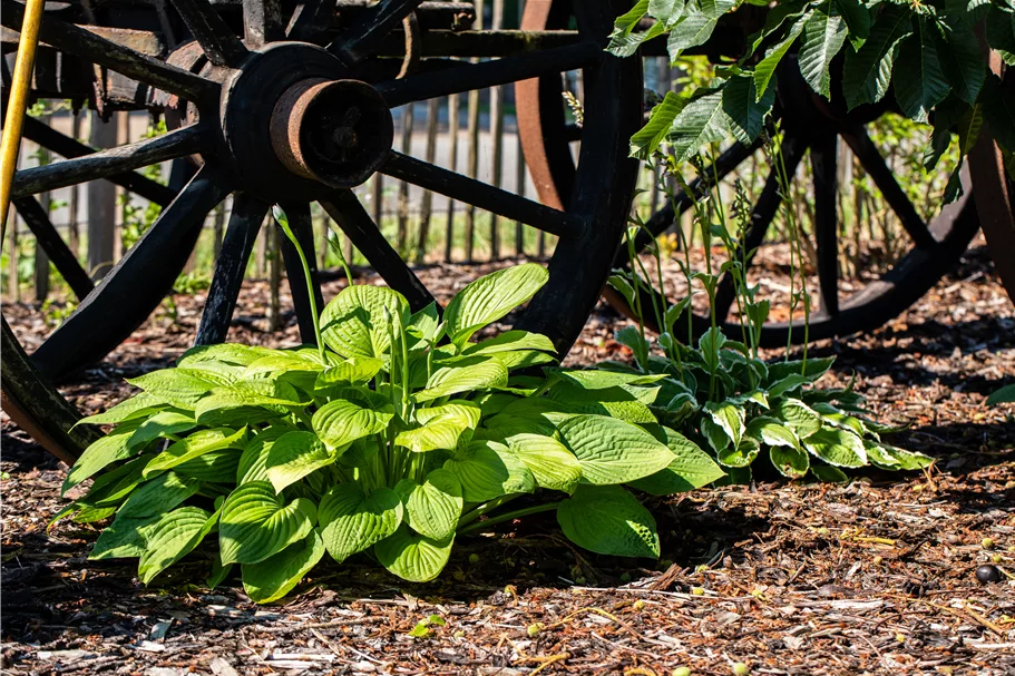 Hosta plantaginea 'Grandiflora'