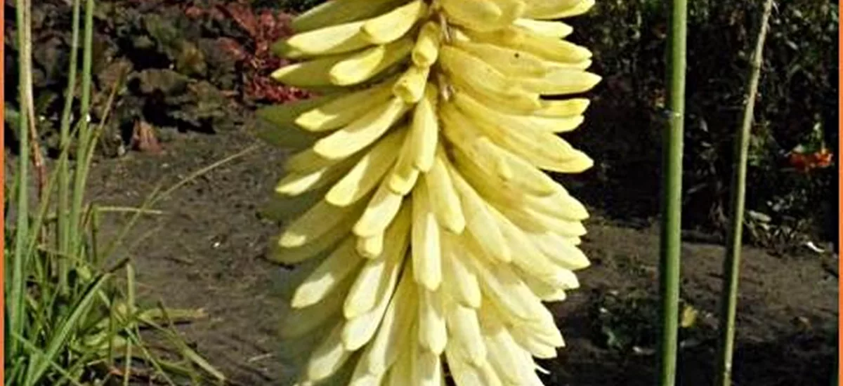 Kniphofia uvaria 'Ice Queen'