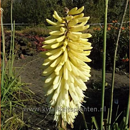 Kniphofia uvaria 'Ice Queen'