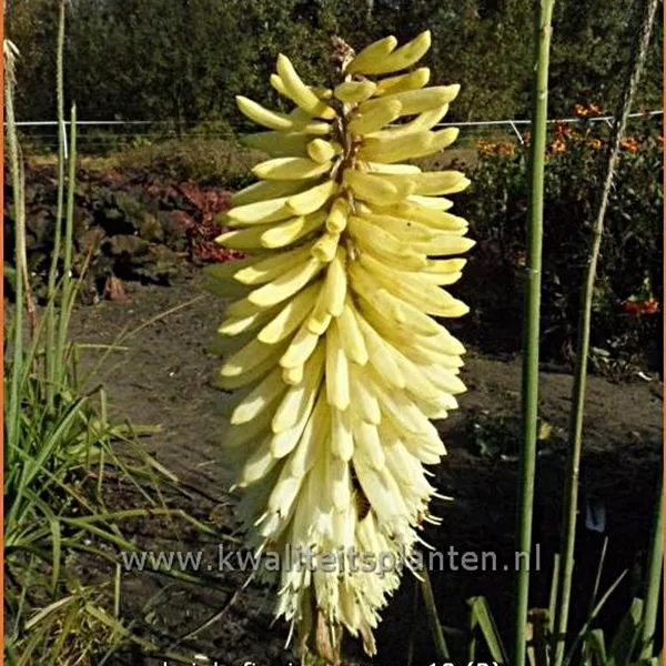 Kniphofia uvaria 'Ice Queen'