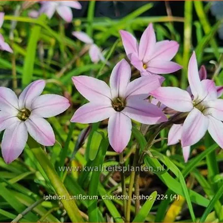 Ipheion uniflorum 'Charlotte Bishop'
