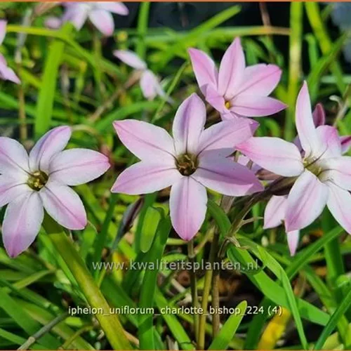Ipheion uniflorum 'Charlotte Bishop'