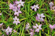 Ipheion uniflorum 'Charlotte Bishop'
