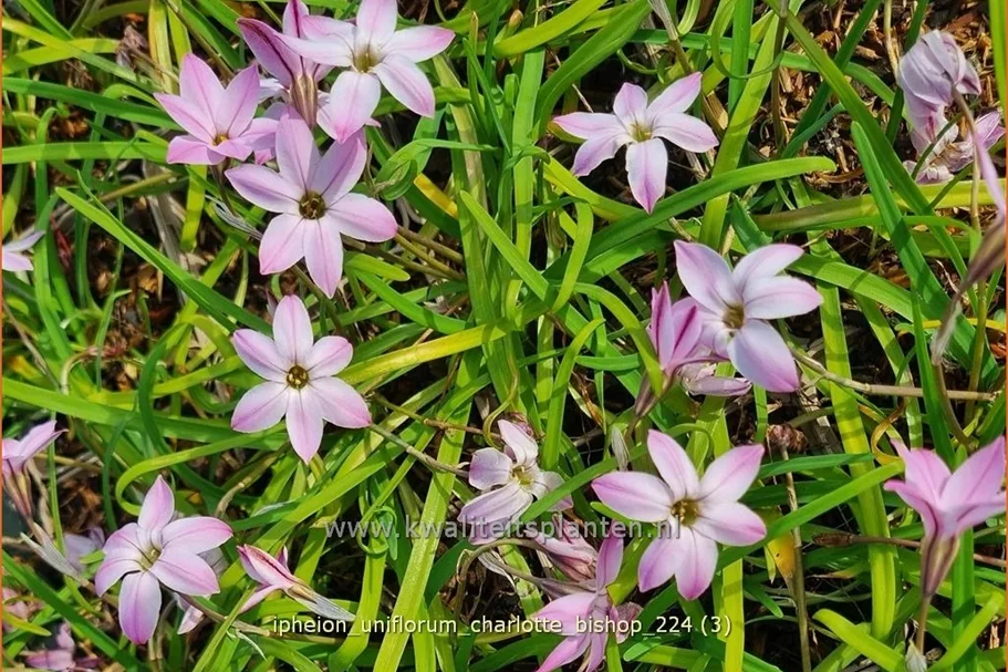 Ipheion uniflorum 'Charlotte Bishop'