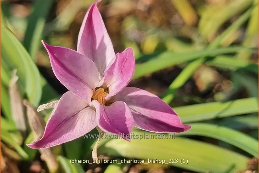 Ipheion uniflorum 'Charlotte Bishop'
