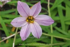 Ipheion uniflorum 'Charlotte Bishop'