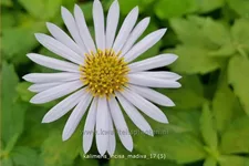Kalimeris incisa 'Madiva'