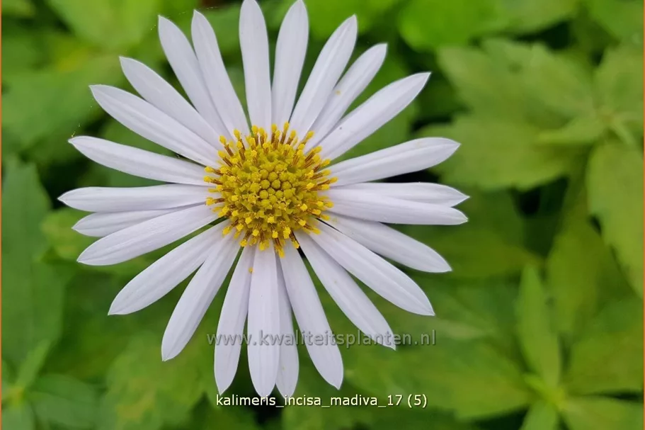 Kalimeris incisa 'Madiva'