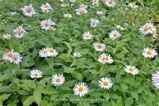 Kalimeris incisa 'Madiva'