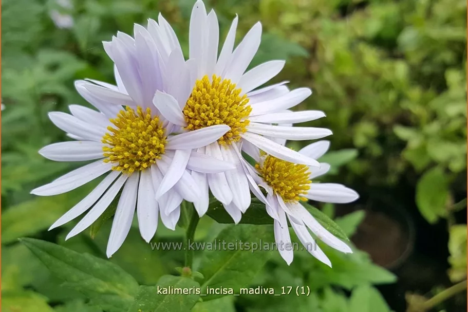 Kalimeris incisa 'Madiva'