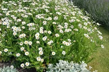 Kalimeris incisa 'Madiva'