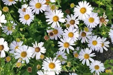 Kalimeris incisa 'Madiva'