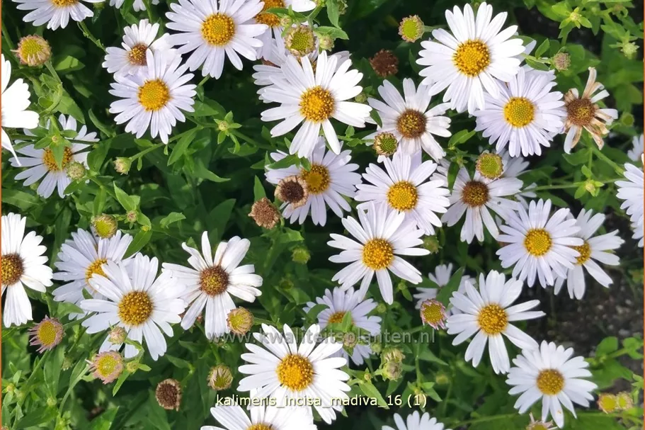 Kalimeris incisa 'Madiva'