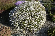 Kalimeris incisa 'Madiva'