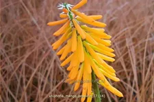 Kniphofia uvaria 'Mango Popsicle'®(s)