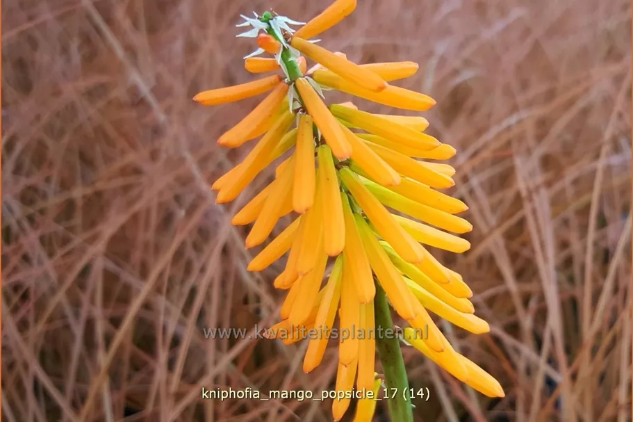 Kniphofia uvaria 'Mango Popsicle'®(s)