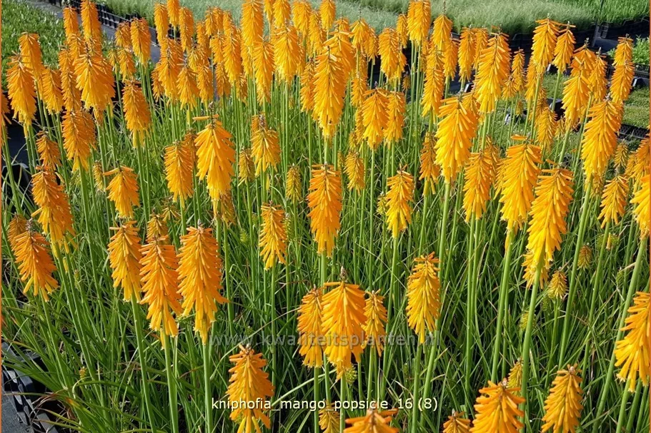 Kniphofia uvaria 'Mango Popsicle'®(s)