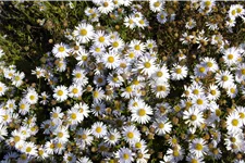 Kalimeris incisa 'Madiva'