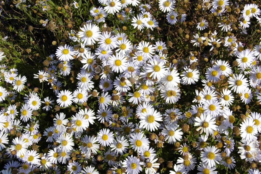 Kalimeris incisa 'Madiva'