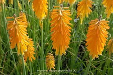 Kniphofia uvaria 'Mango Popsicle'®(s)