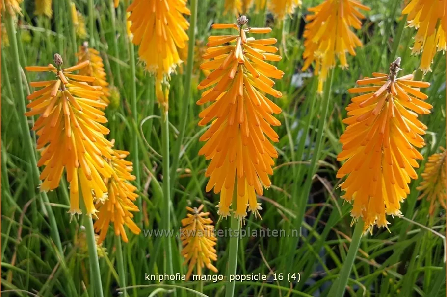 Kniphofia uvaria 'Mango Popsicle'®(s)