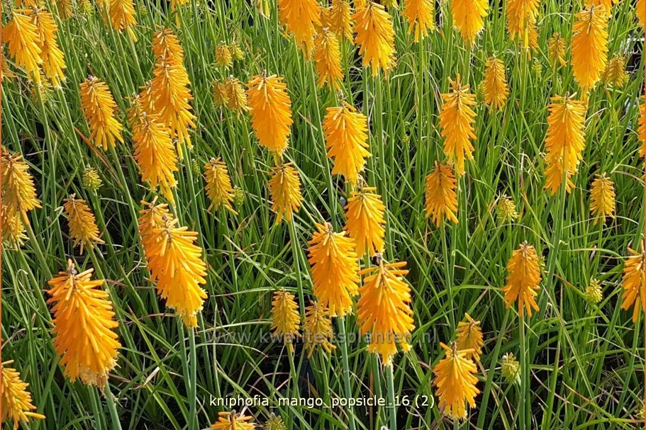 Kniphofia uvaria 'Mango Popsicle'®(s)