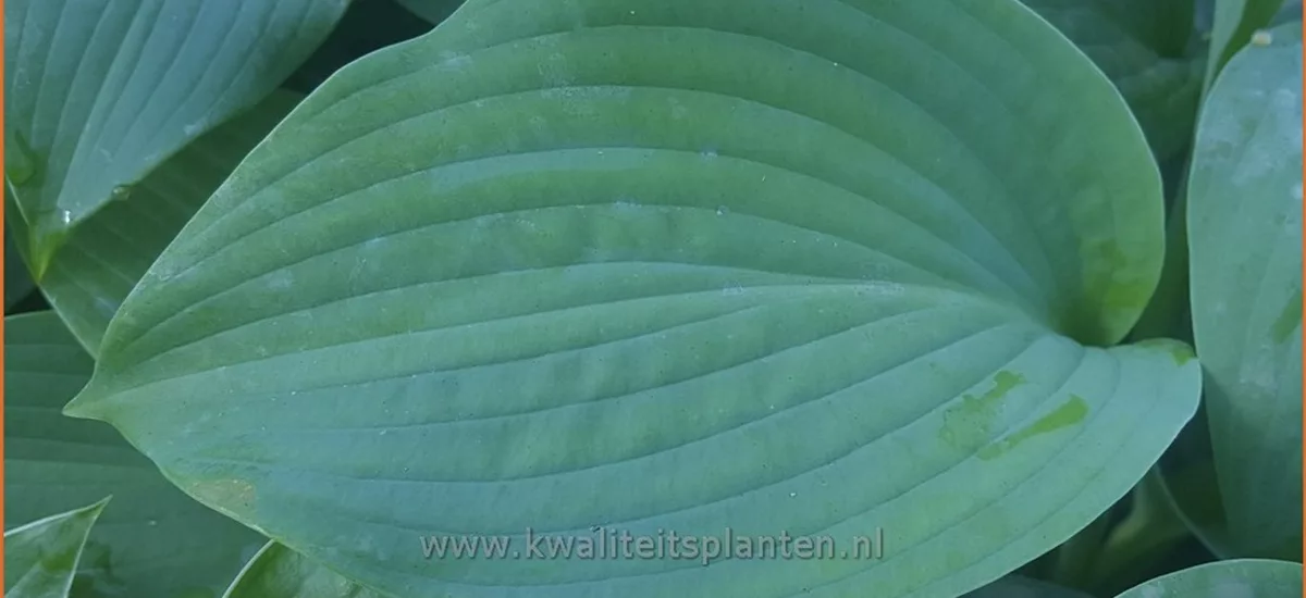 Hosta 'Powder Blue'