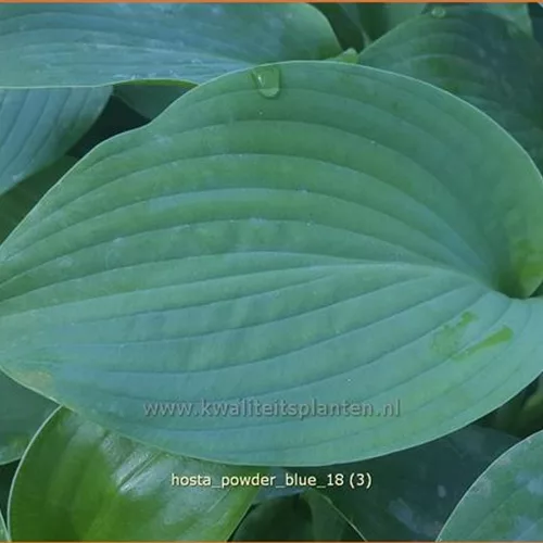Hosta 'Powder Blue'