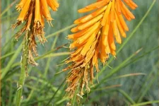 Kniphofia uvaria 'Mango Popsicle'®(s)