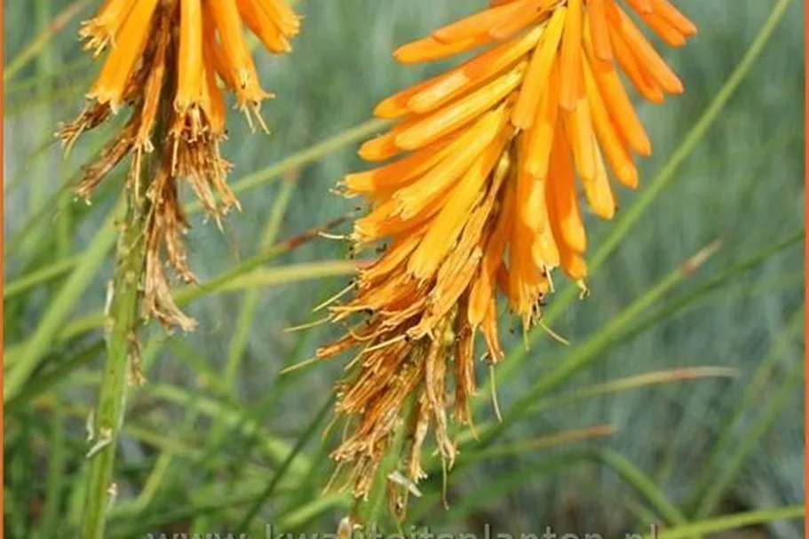 Kniphofia uvaria 'Mango Popsicle'®(s)