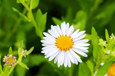 Kalimeris incisa 'Madiva'