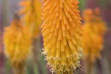 Kniphofia uvaria 'Mango Popsicle'®(s)