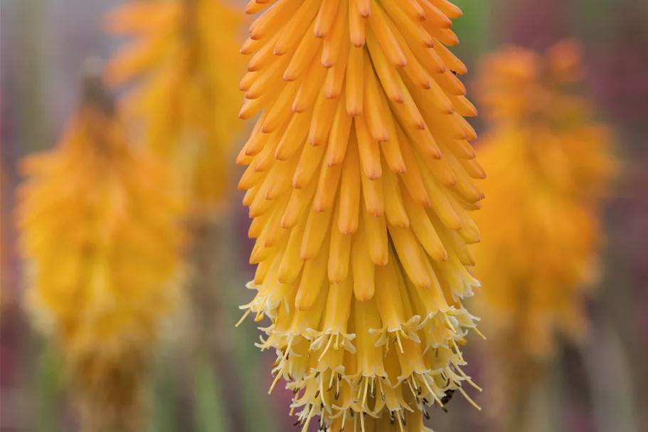 Kniphofia uvaria 'Mango Popsicle'®(s)