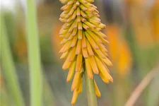 Kniphofia uvaria 'Mango Popsicle'®(s)