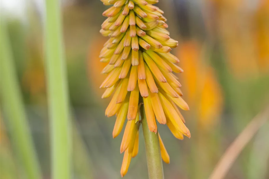 Kniphofia uvaria 'Mango Popsicle'®(s)