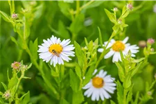 Kalimeris incisa 'Madiva'