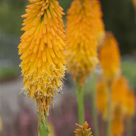 Kniphofia uvaria 'Mango Popsicle'®(s)
