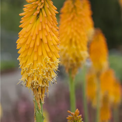 Kniphofia uvaria 'Mango Popsicle'®(s)