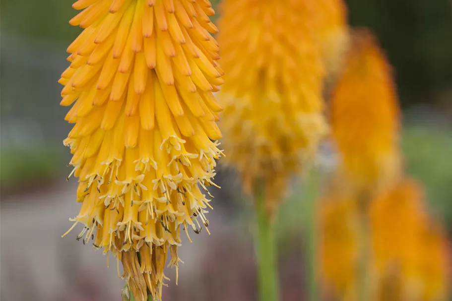 Kniphofia uvaria 'Mango Popsicle'®(s)