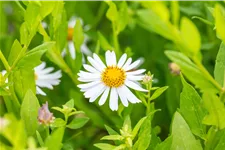 Kalimeris incisa 'Madiva'