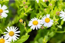 Kalimeris incisa 'Madiva'