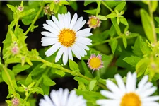 Kalimeris incisa 'Madiva'