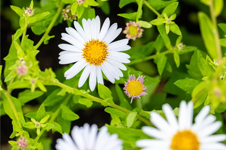 Kalimeris incisa 'Madiva'