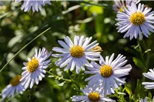 Kalimeris incisa 'Madiva'