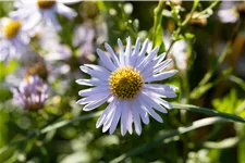 Kalimeris incisa 'Madiva'