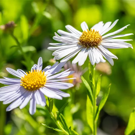 Kalimeris incisa 'Madiva'