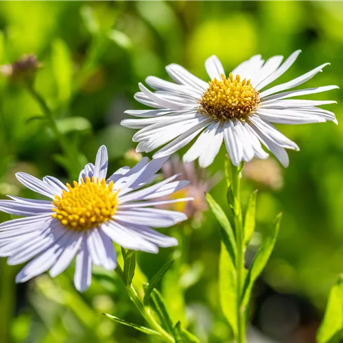 Kalimeris incisa 'Madiva'