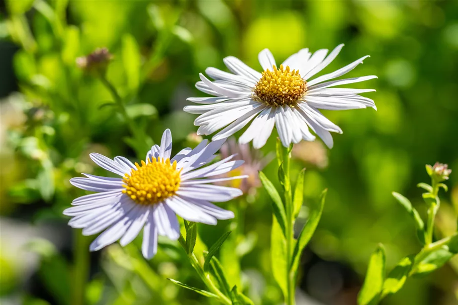 Kalimeris incisa 'Madiva'